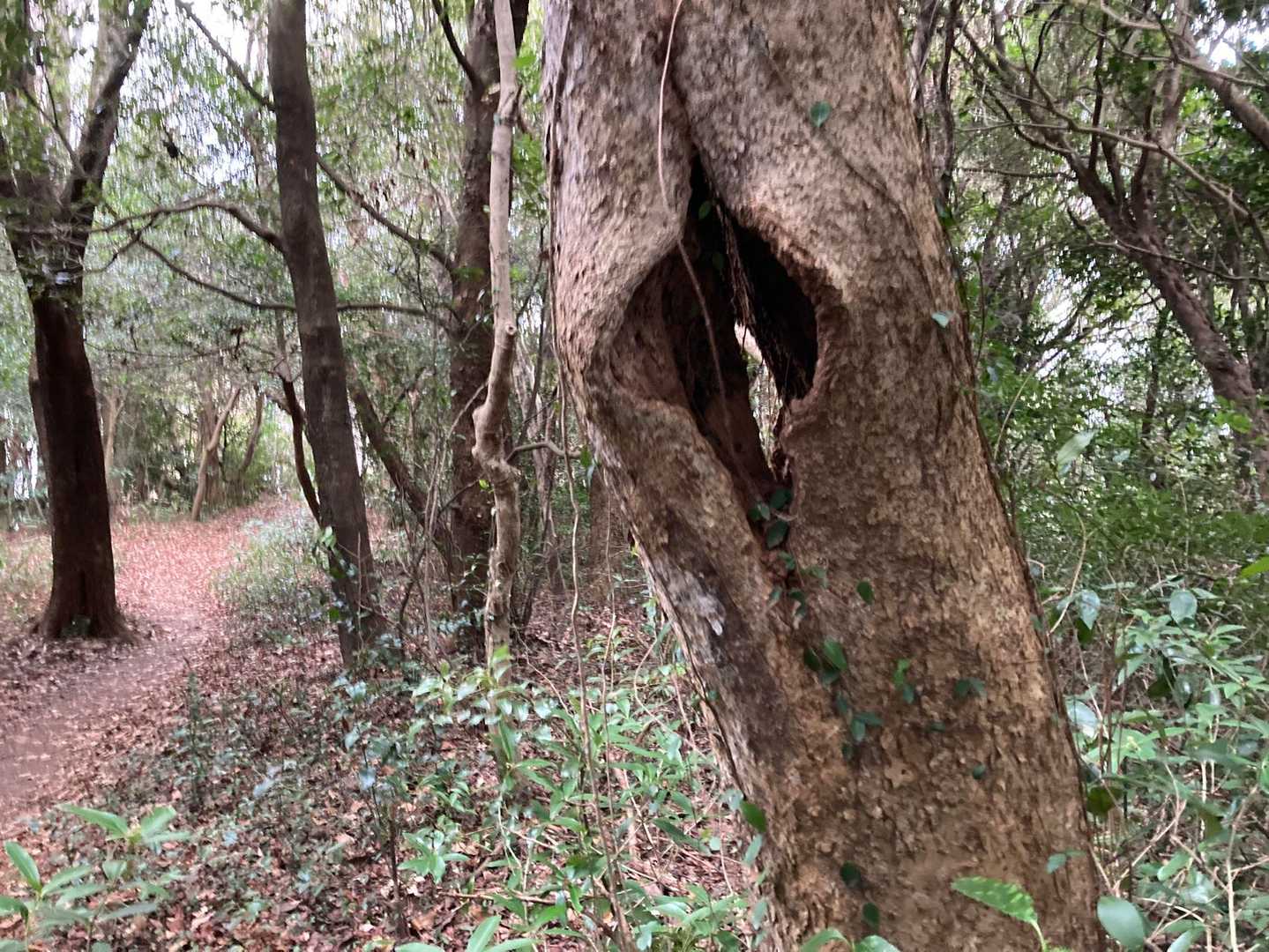 この木、向こう側が見えるぞ👀