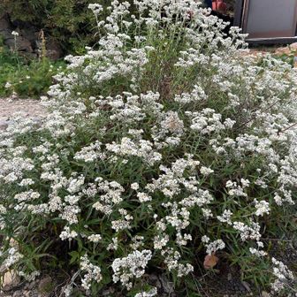 西岳ヒュッテの玄関前にはヤマハハコが凄い😲