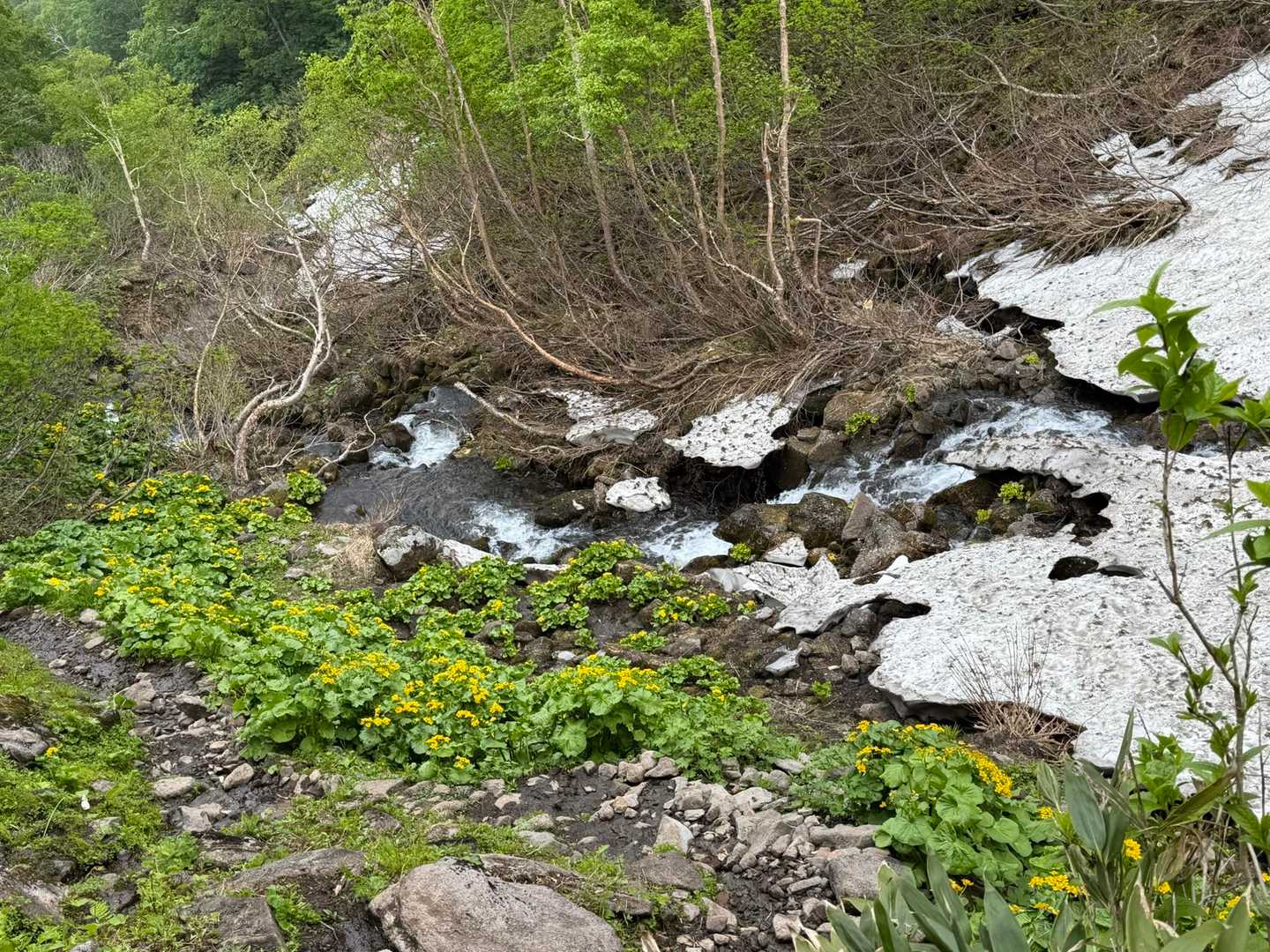 帰りも癒しのエゾノリュウキンカ🌼