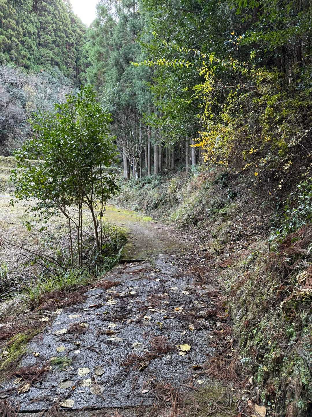 お遍路さんとすれ違う
女の人1人😳
歩く速度めちゃくちゃ早かった🚶‍♀️

それくらい早く歩かないと
あかんのやなぁ
いつか行けるだろうか🤔

ppちゃんに
決めないと行かんわなぁと言われる😒💦