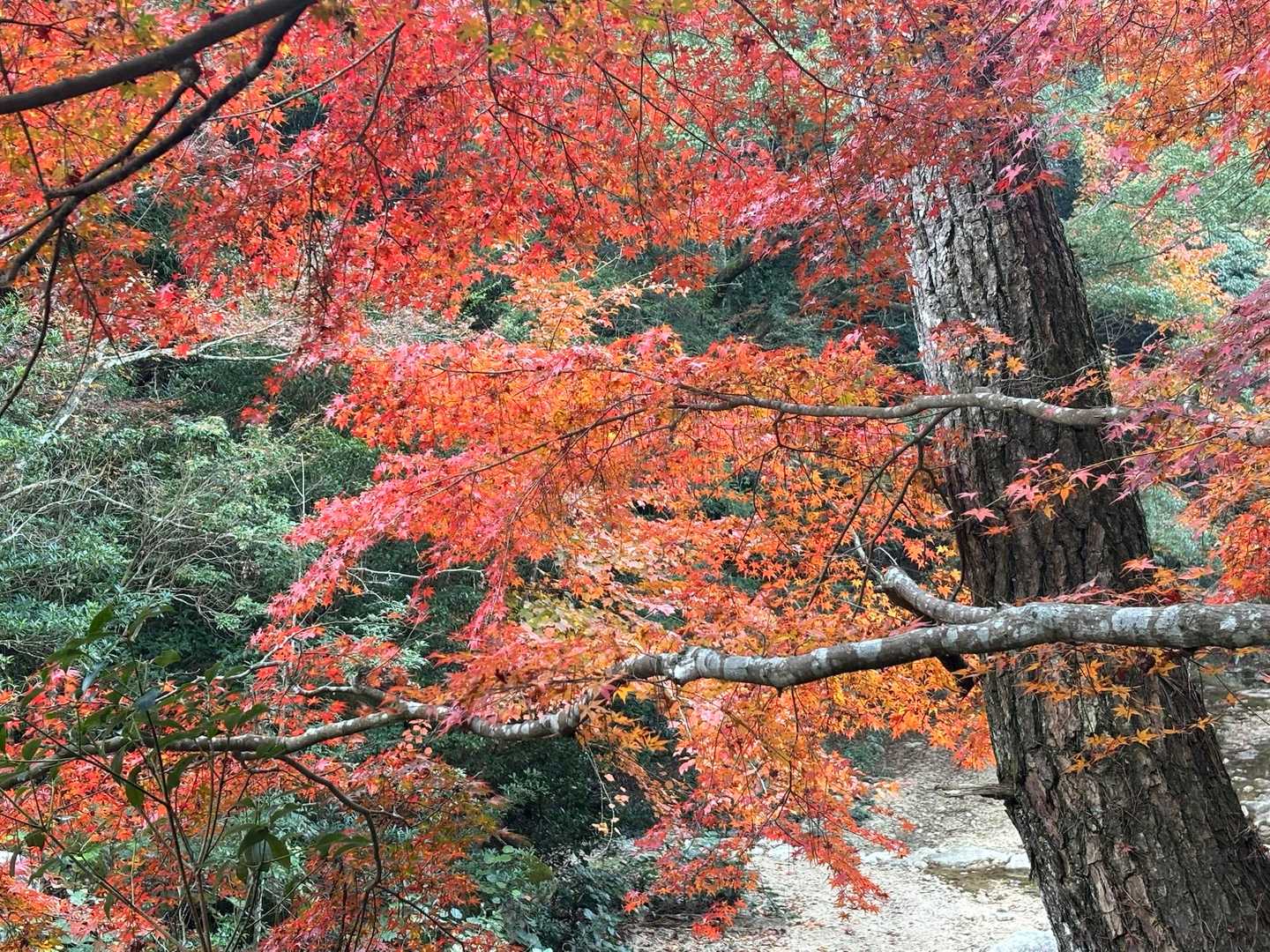 弥山-弥山登山道入口 往復コースの写真
