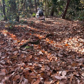 落ち葉の下のトラップに気をつけよう