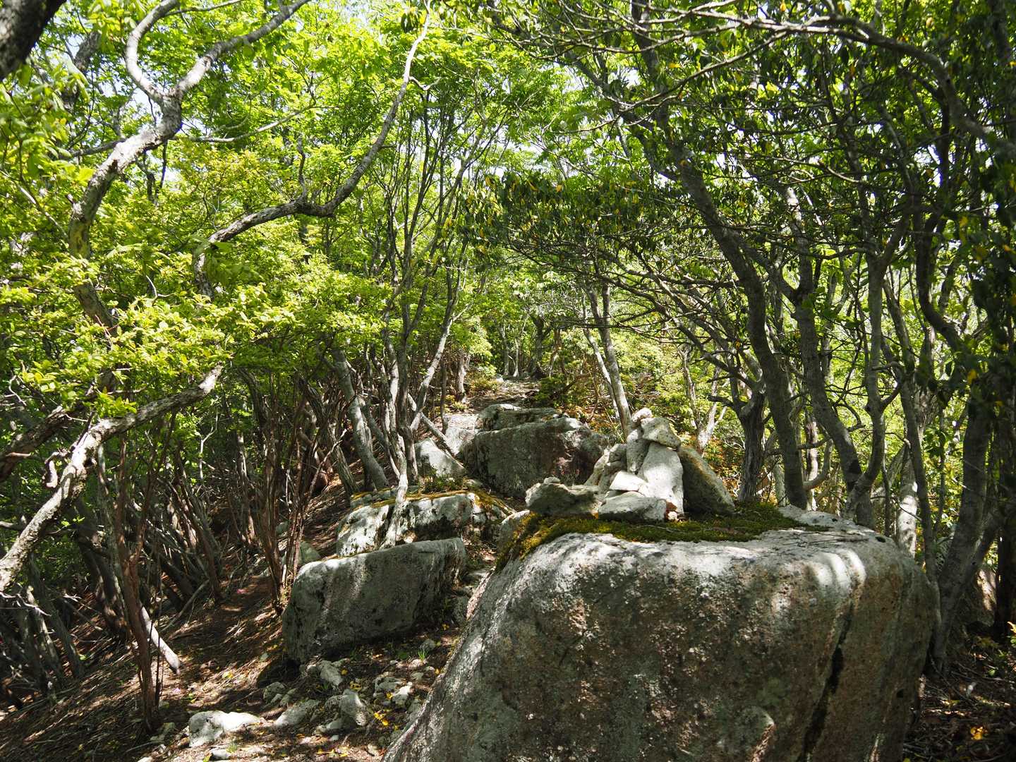 第三展望所から広戸仙まで直ぐですが、新緑に囲まれて気持ちの良い登山道が続きます。😃🎵