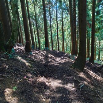 こちらはなだらかで歩きやすい登山道。