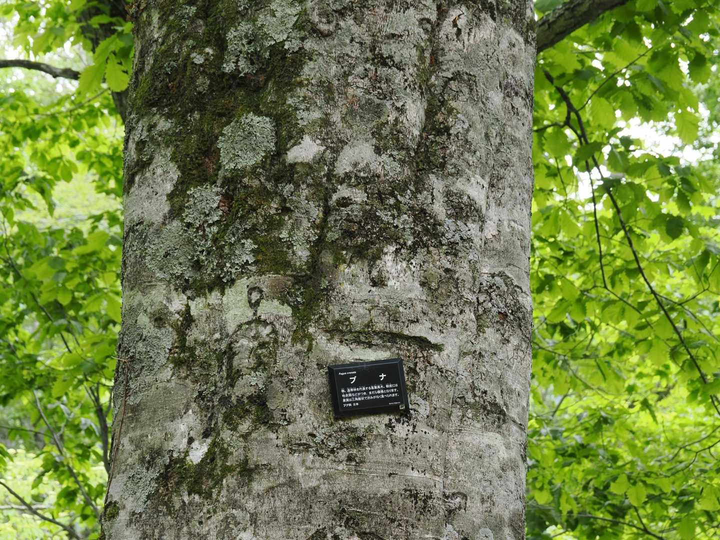 ブナの巨木登場