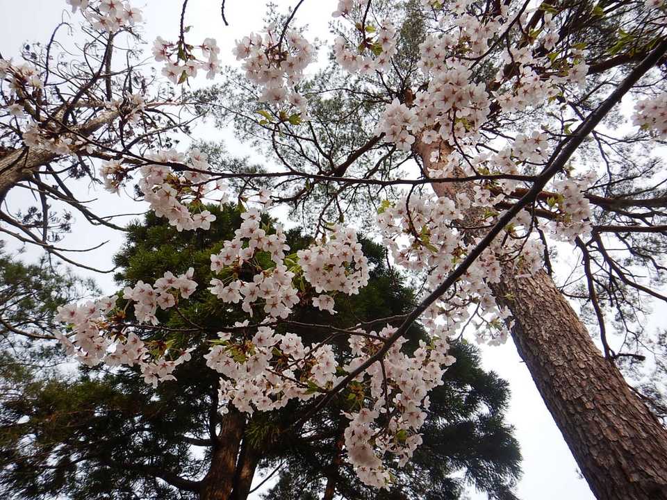 🌸