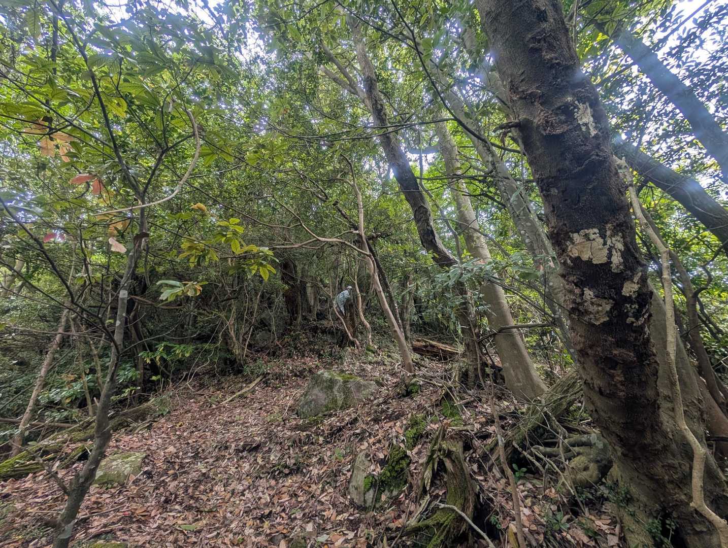 千石岳登山口-千石岳 周回コースの写真