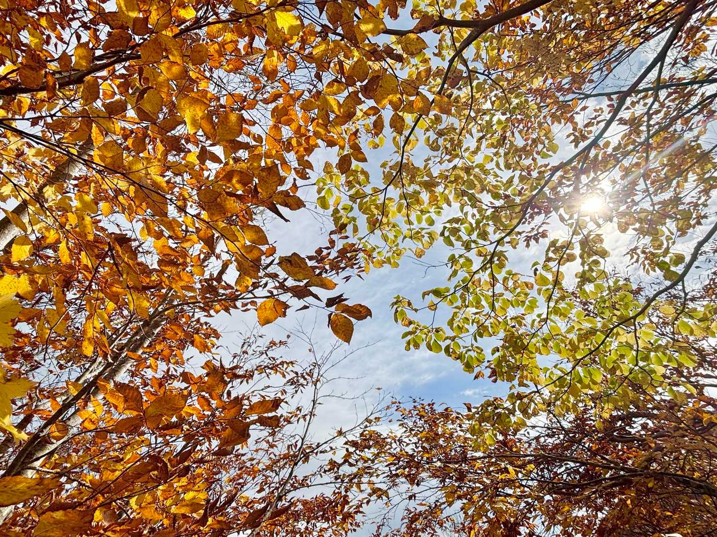 雨飾山 往復 | 急登を越え圧巻の迫力の岩峰群と稜線上の楽園を愛でるの写真