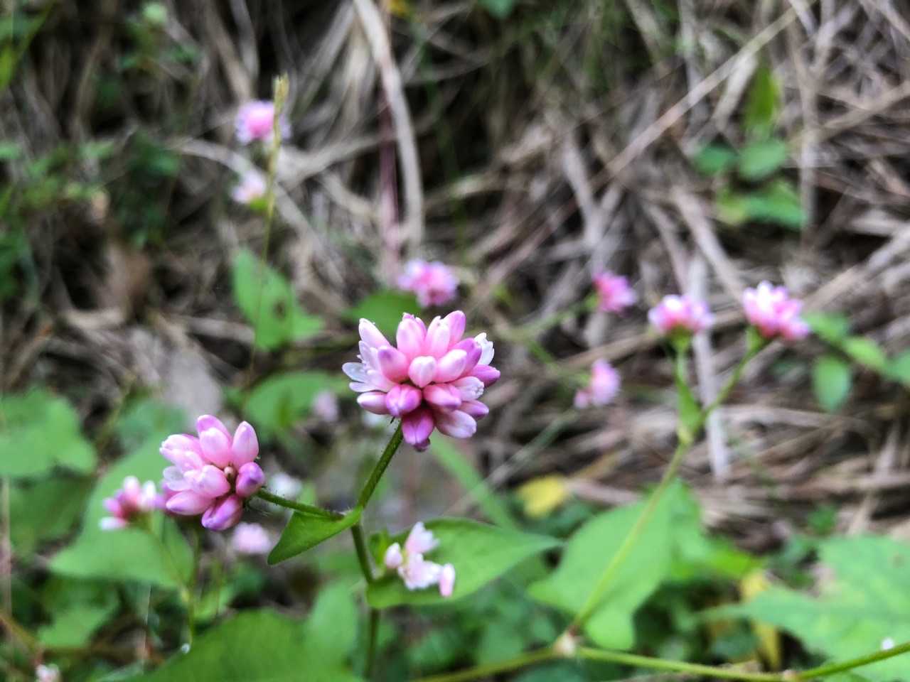 花が咲いてます