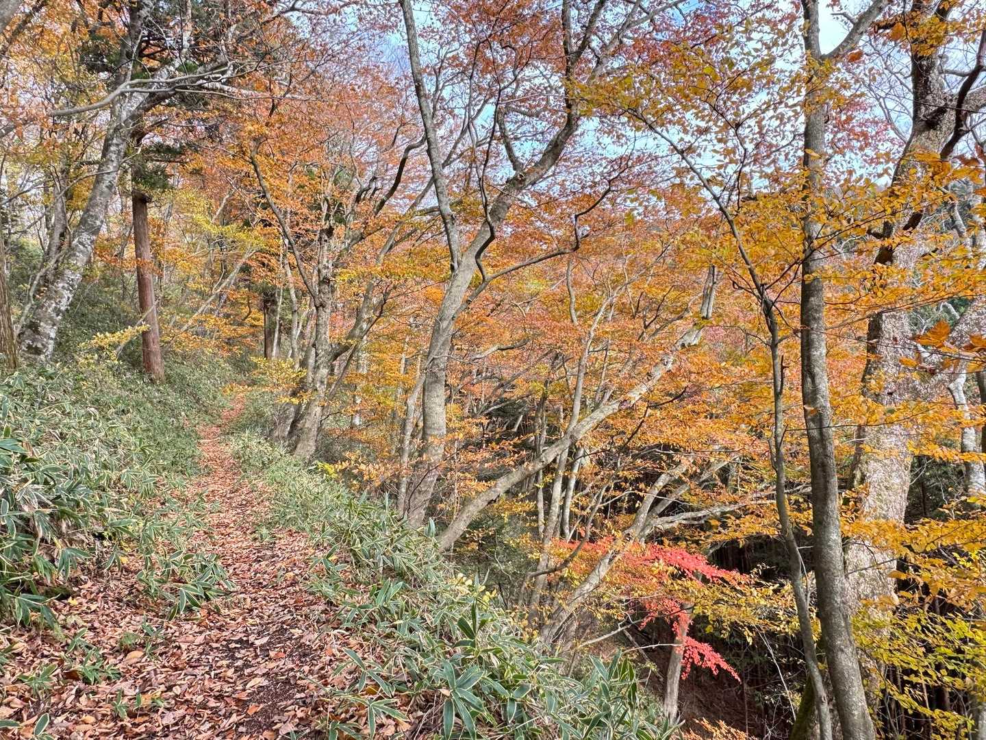 🍁