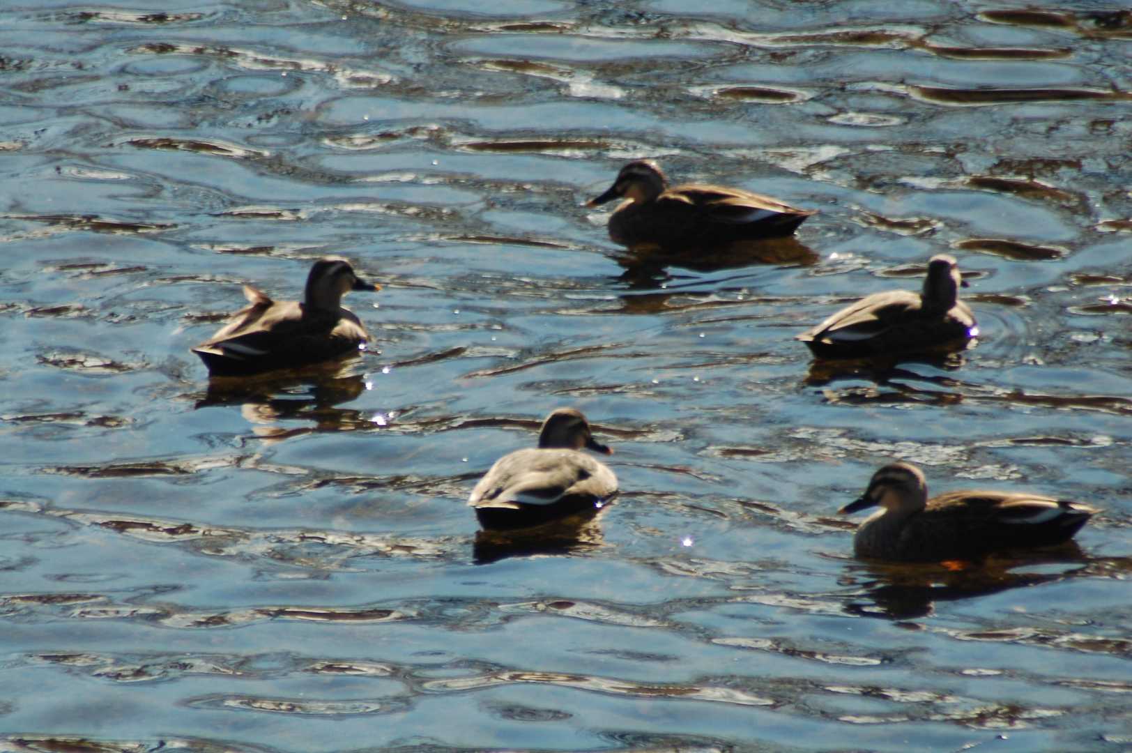 🦆