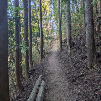 なだらかな登山道が続く