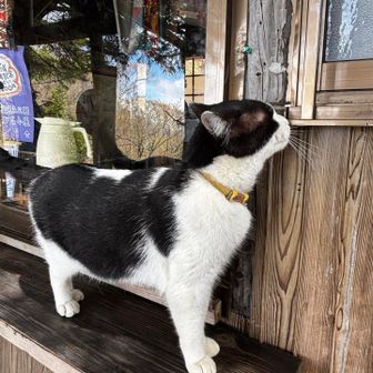 七ツ石小屋に着いた！

ハチワレさんに遭遇🐈‍⬛
かわゆい！会えてラッキーでした