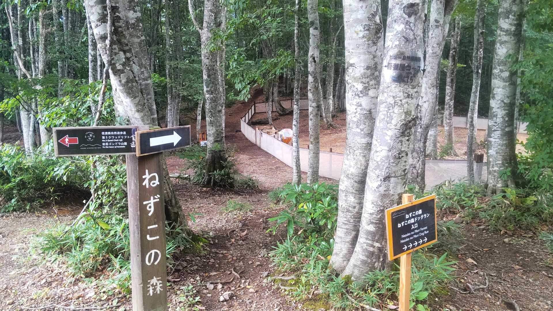 ねずこの森🌳歩きます
一時間くらいの気持ちいい森林浴コースです😄