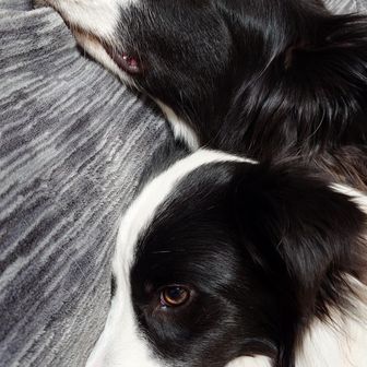 とみおとらいえり