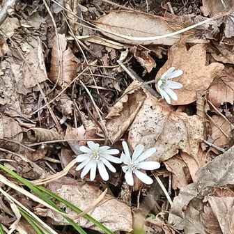 花弁が細いものと丸いものがあるようです。