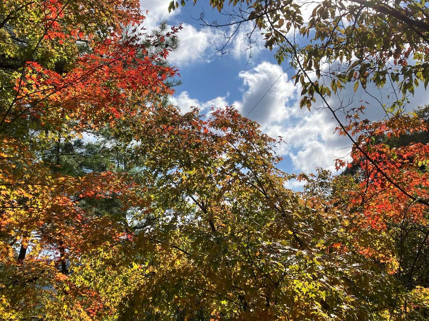 舗装路をひたすら下りて行く
途中の紅葉🍁