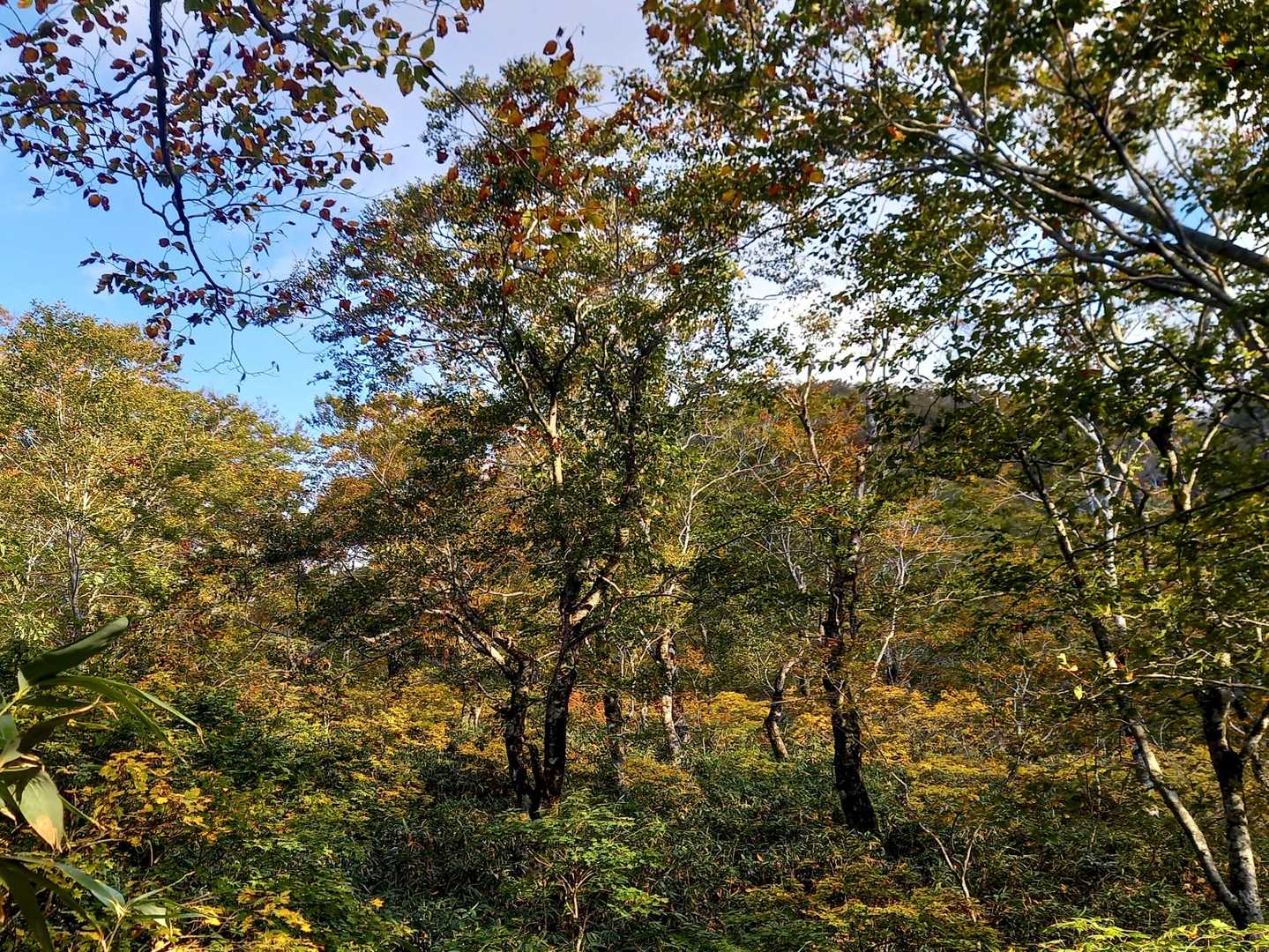 🍁