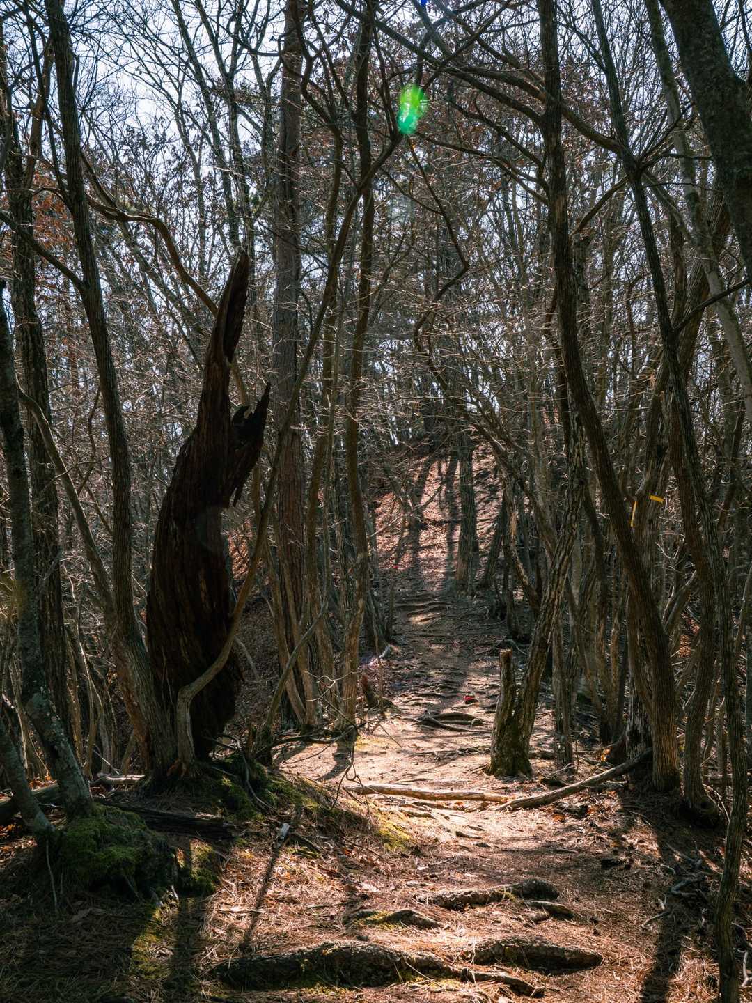 小倉山-上条山-上条峠 周回コースの写真