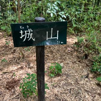 ついでに、車道を渡って、城山51mまで、グレー🩶ピークでしたが、行って来ました。