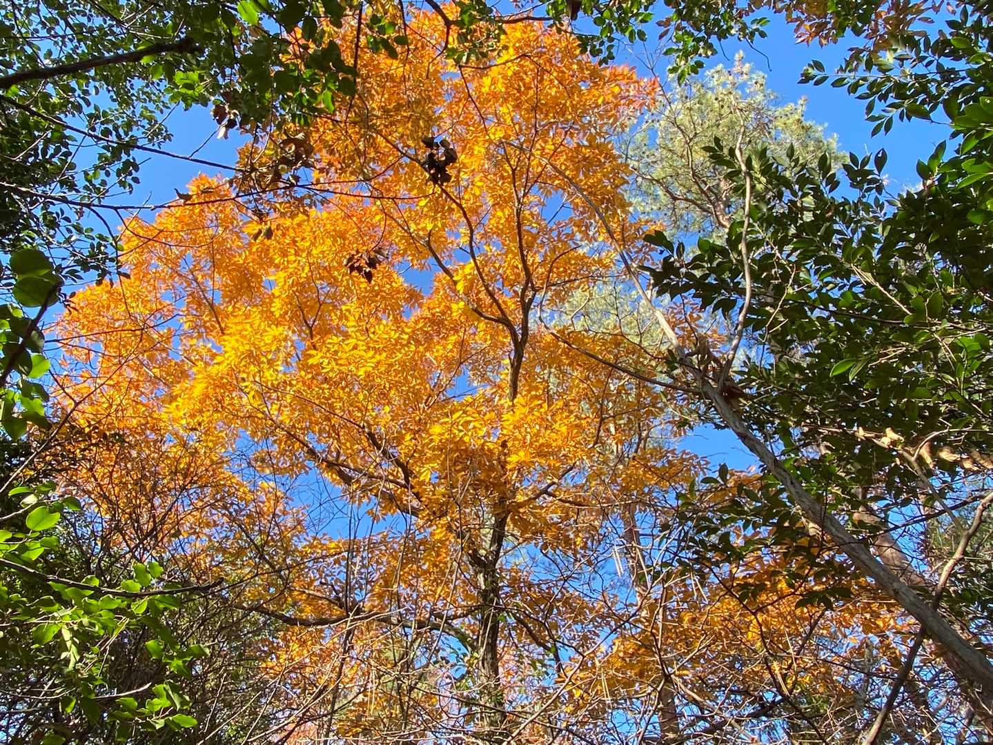 まだキレイな紅葉が🍁！光ってるね