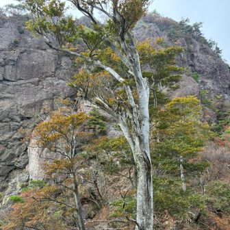 大障子岩。
デーンと鎮座ましましておられました。