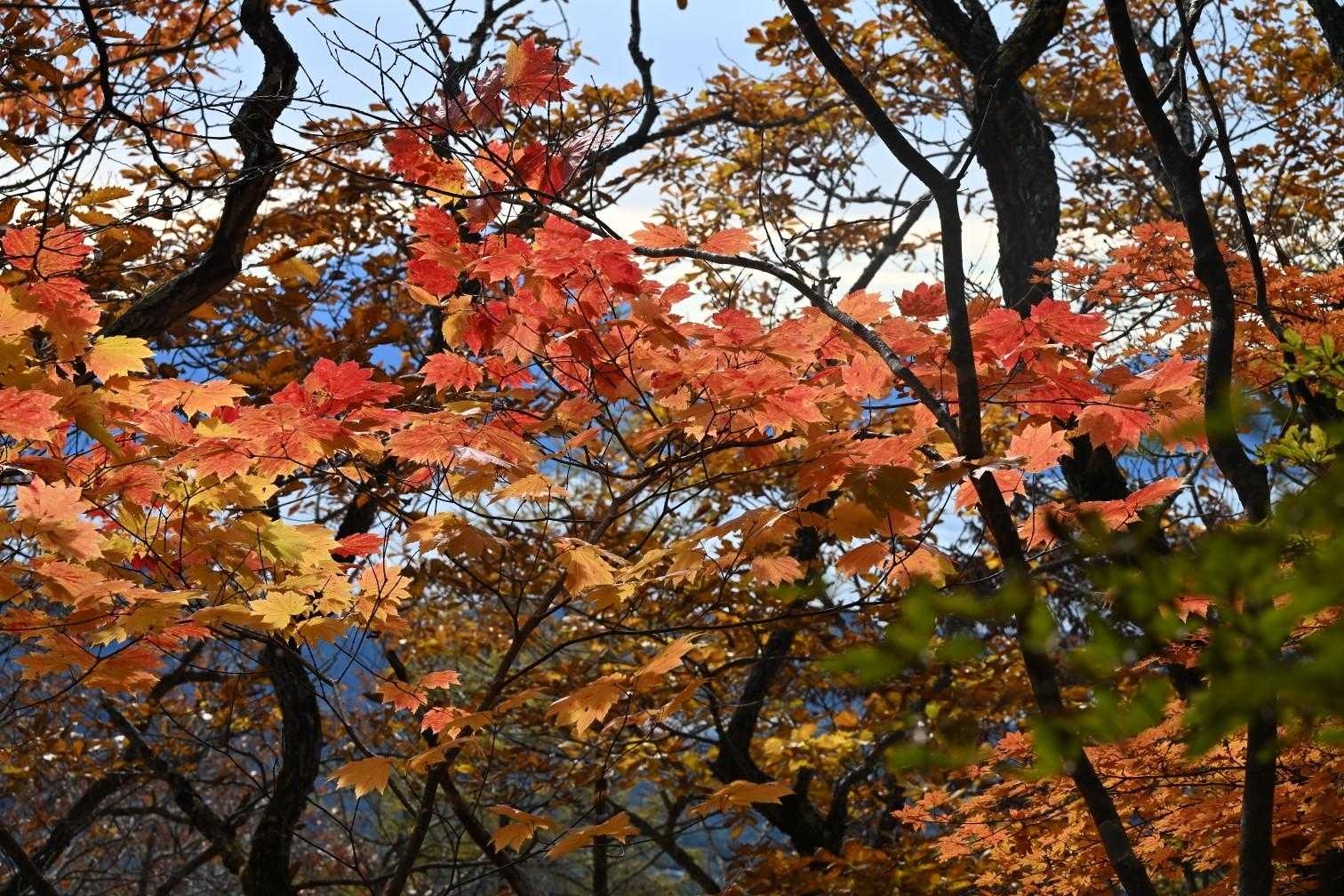 茅ヶ岳-深田公園入口 縦走コースの写真