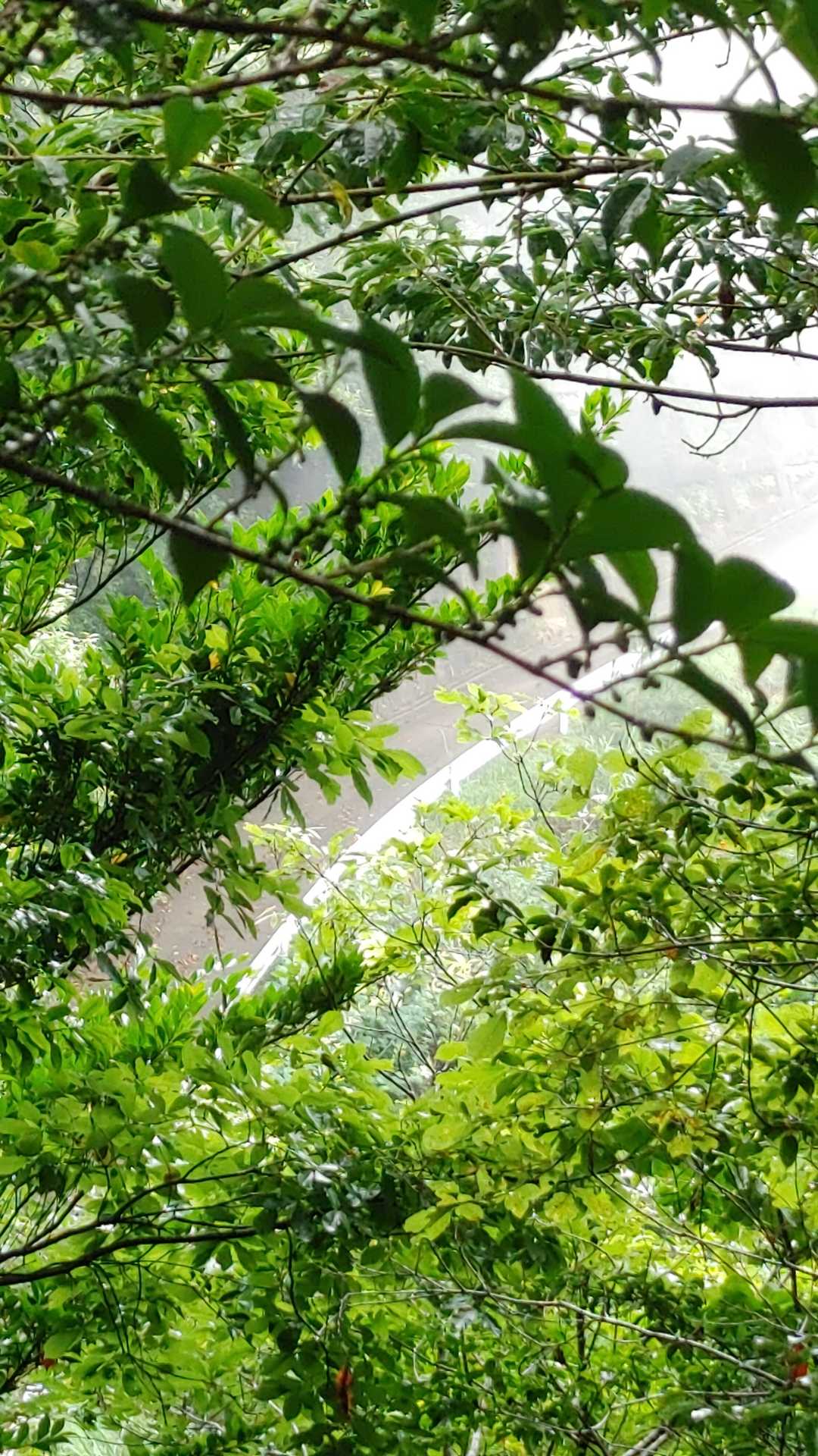 少し先に舗装路を発見。そちらに下りて行く道があったが今回行く登山道ではないと思いすると違う道を進む。5分ぐらい進んだ所で道に間違えた事に気付き引き返す。引き返し正規の道を確認すると舗装路に下りて行く道が正解でした。やる気を削がれる。