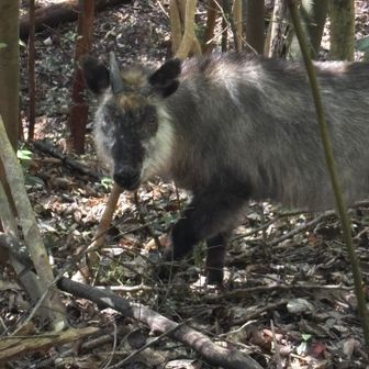 その行動をじーっと見ていたら、

「何？」

って感じで目が合う笑
