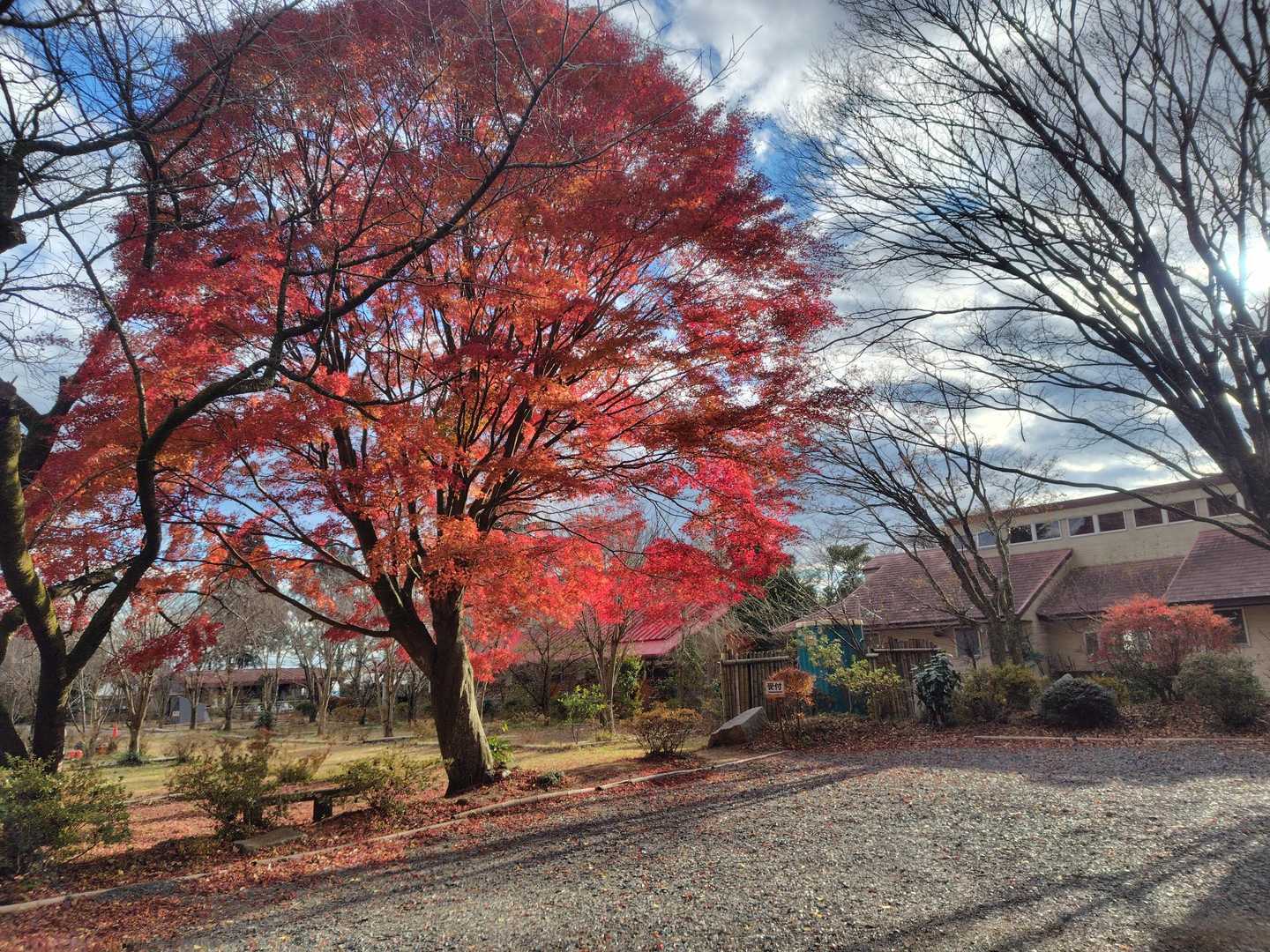 キャンプ場の前にキレイなもみじ🍁
