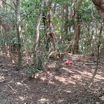 地味な赤坂山頂