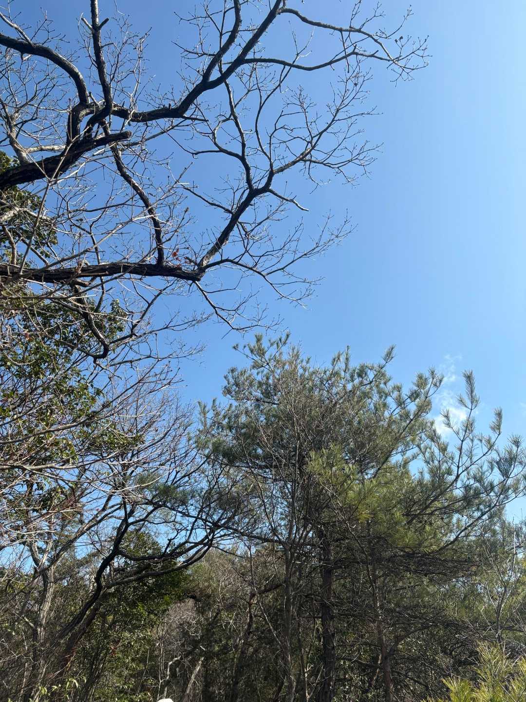 青空が気持ちいい