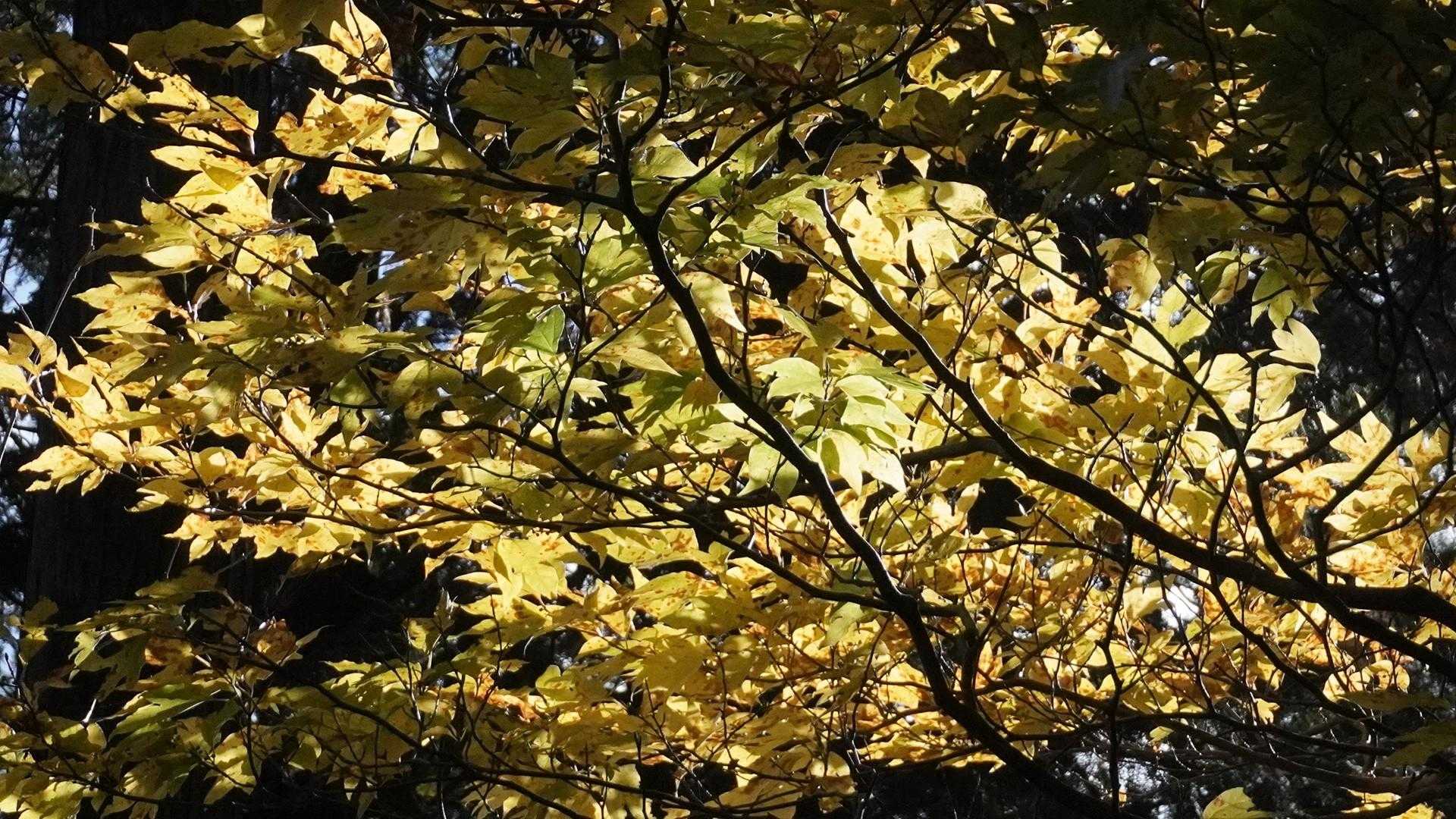 🍁