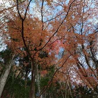 最後の紅葉かな。