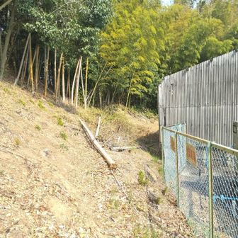 トラ色のプラチェーン越えて真っ直ぐ行く～❗👆💦倒木が有るので沿って登る❗️💪😁