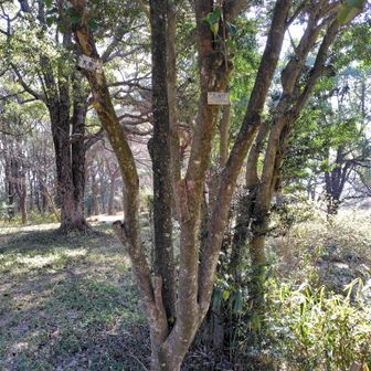 大原山。近くに休憩にいい広場あり