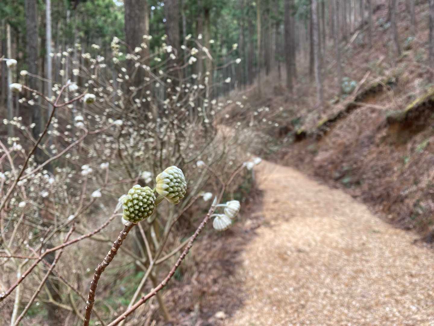 いい里さかがわ館-焼森山登山口-ミツマタの小径入口-鶏足山 往復コースの写真