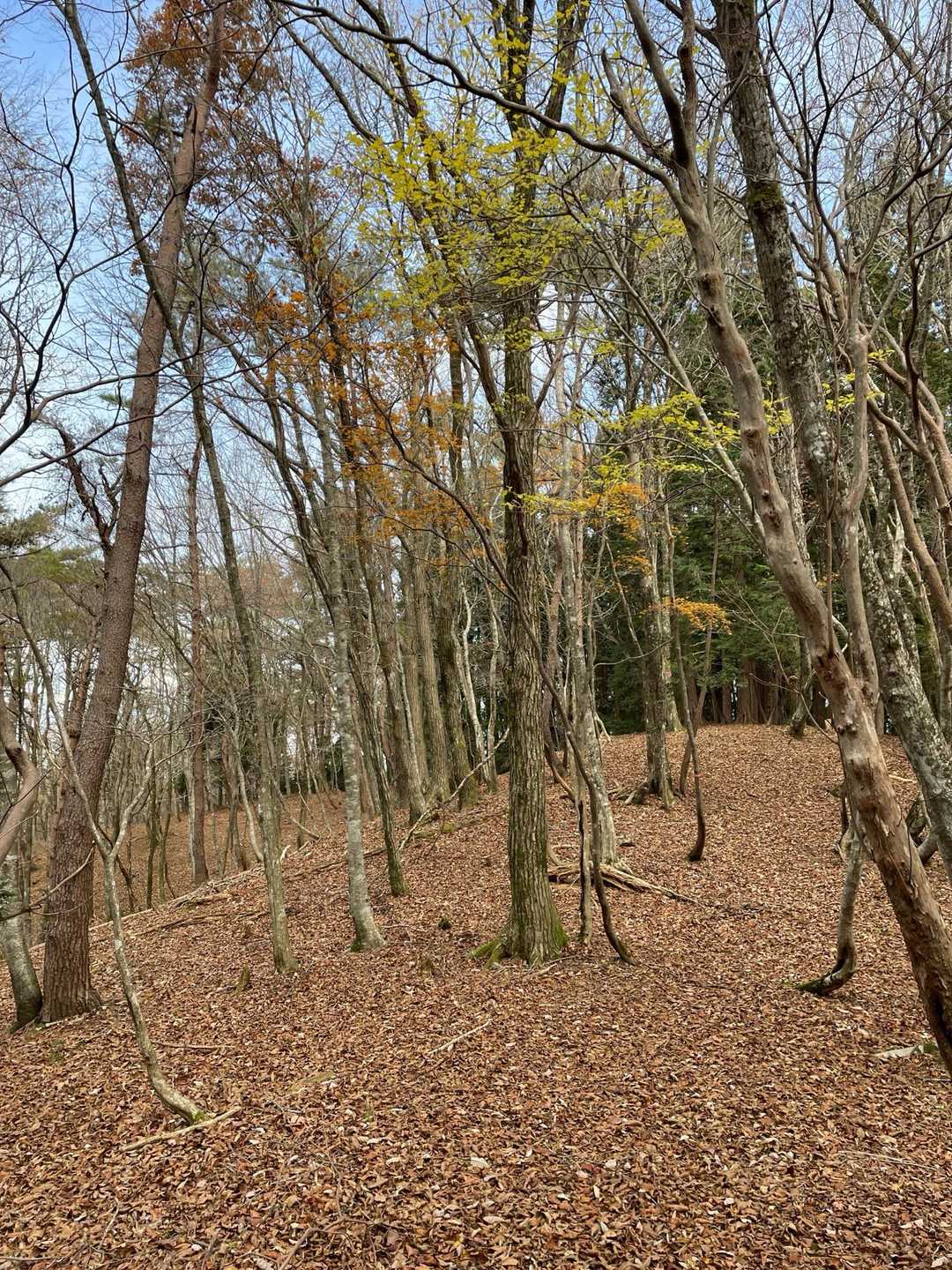 ここから大路峠まで極楽尾根と名付けられているらしい
あるいは天空回廊か