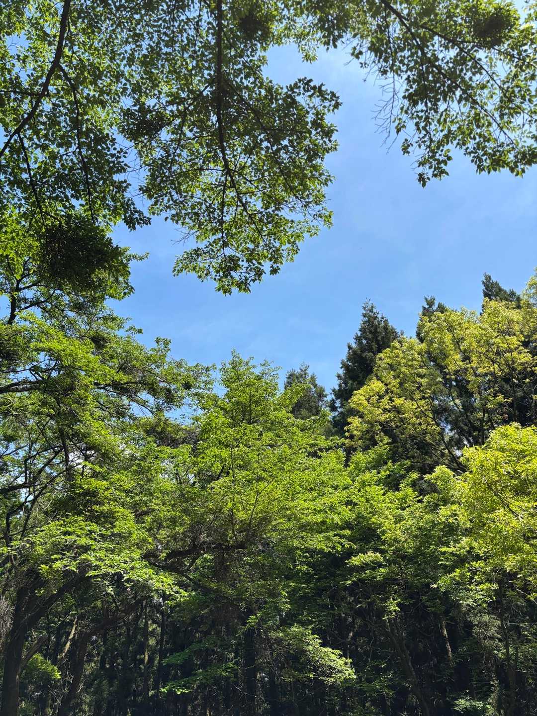 新緑🌿と青空！
今日、こんな良い天気になるとは思ってなかったので嬉しかった😸