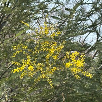 公園南駐車場近くでミモザ