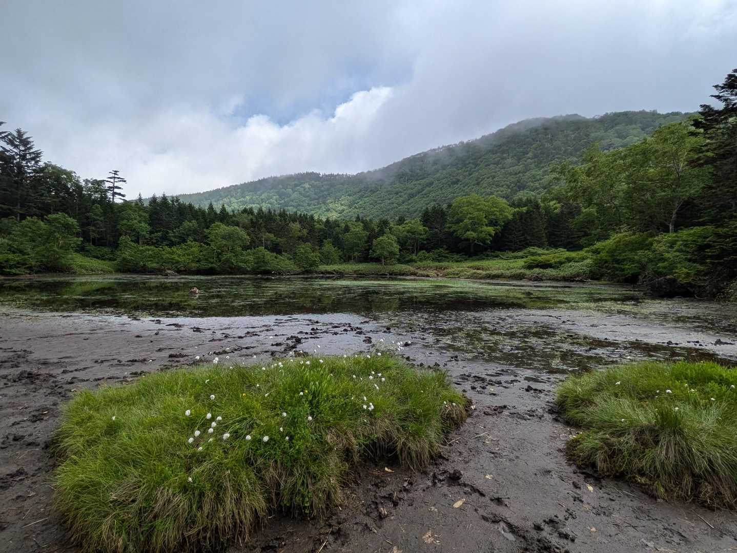 池の淵にワタスゲが。