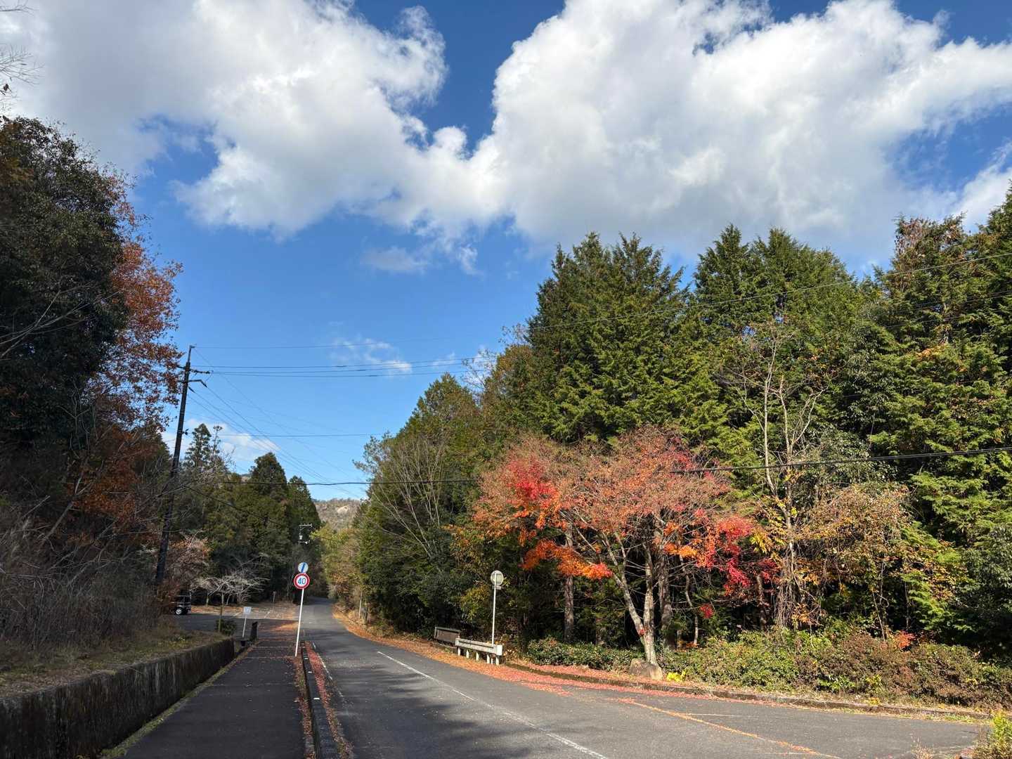 紅葉🍁はもう、見納めですね。