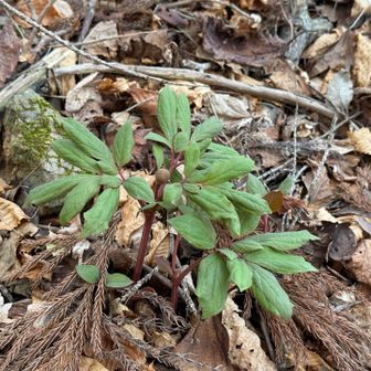 踏まないように