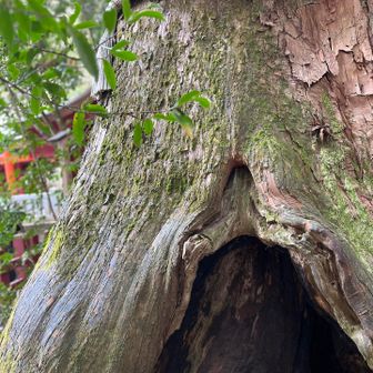 杉の大きなウロ。2.3人は入れそう👀‼️