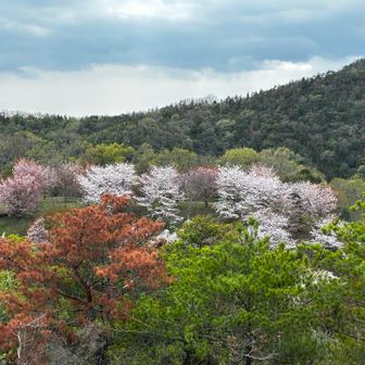 明王寺さんの桜が見えます🌸