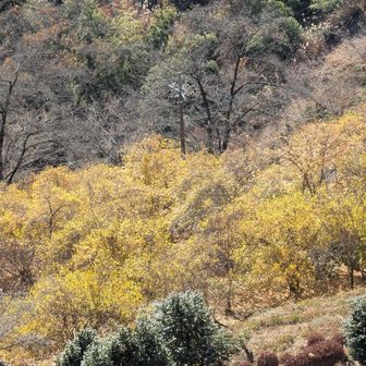 蝋梅の花が咲く頃また来よう😚