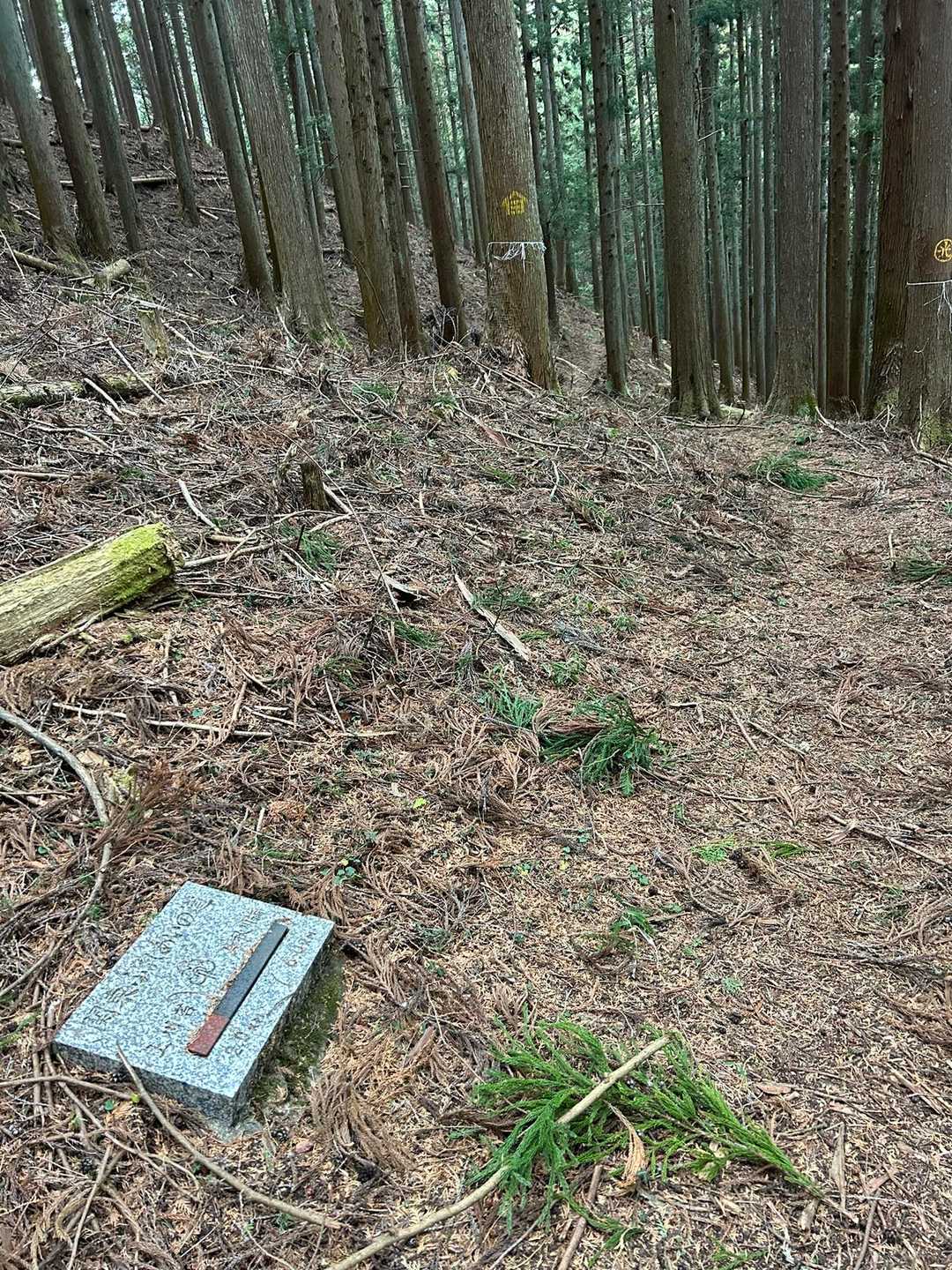 急登は無くジリジリ標高を上げます。この辺りから「何か頬に当たってるなー」と思ったら雪❄️でした。