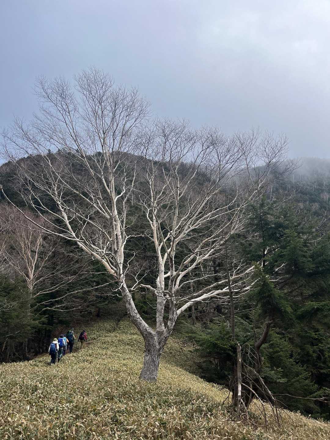 1度下って登り返します