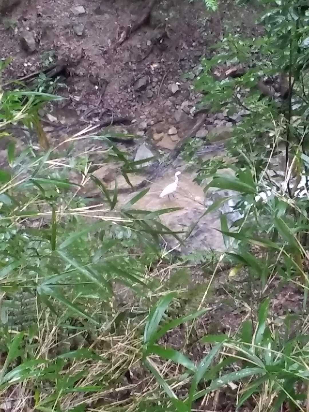 高座川に珍しく白鷺っぽいのがいました。