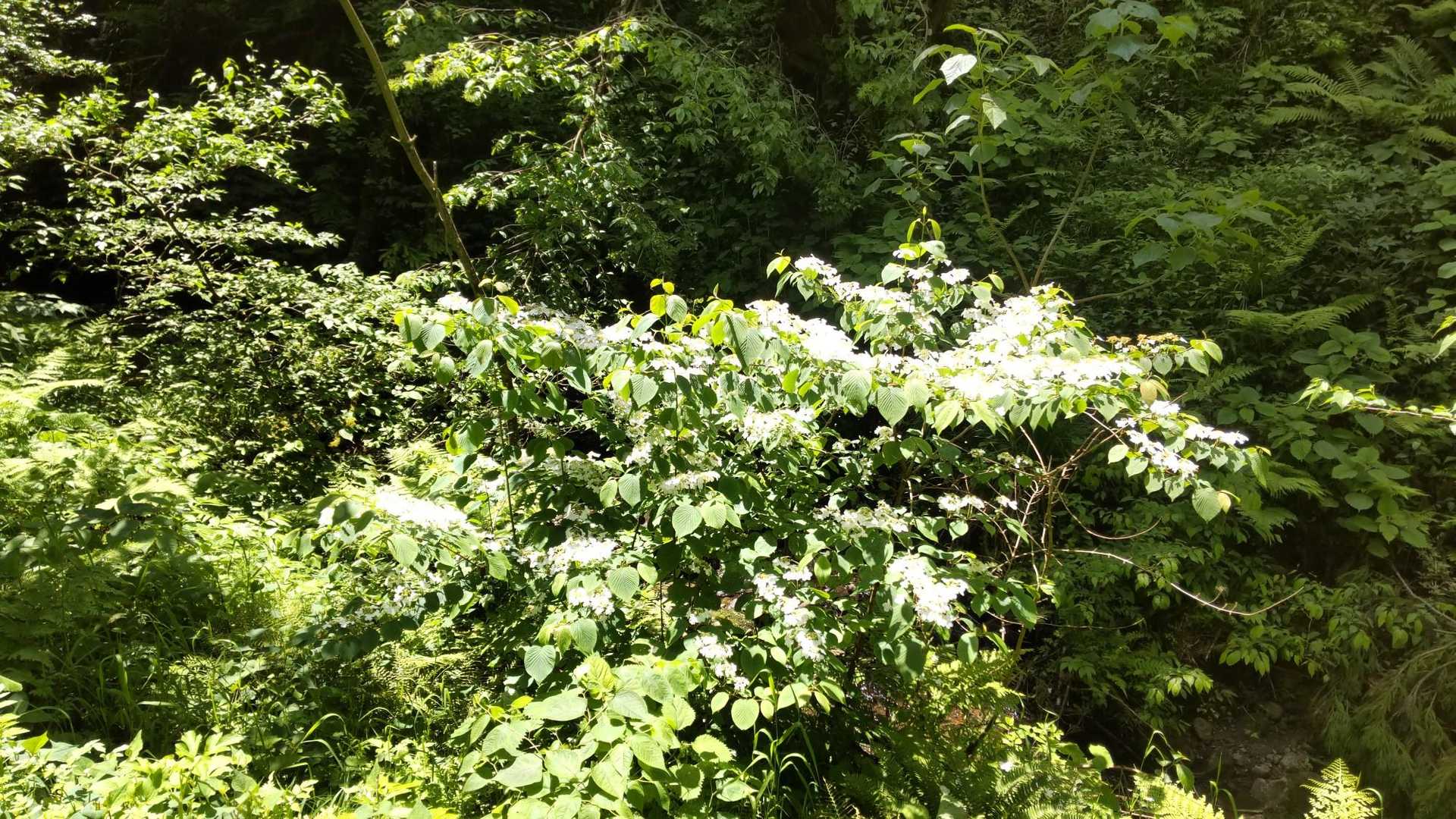 護摩堂山 往復コースの写真